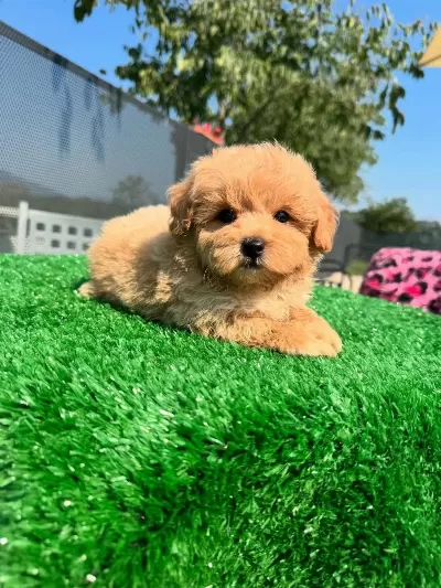 F2 Maltipoo Yavrulari