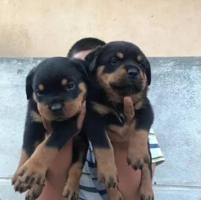 %100 Orjinal Rottweiler Yavrular Kapıda Ödeme Mevcut