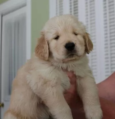 İrk Garantili Golden Retriever Yavrulari