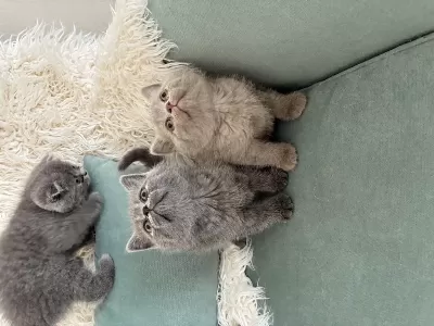 Mükemmel Güzellikteki British Shorthair Yavrular