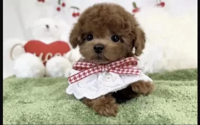 Harika Toy Poodle Yavrusu