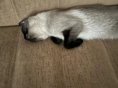 Aşırı Oyuncu Siyam Kedisi Kısırlaştırma Şart