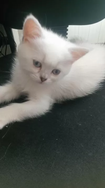 Sağlıklı Sevimli Kedim
