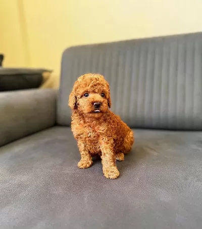 Toy Poodle Red Brown Yavrular