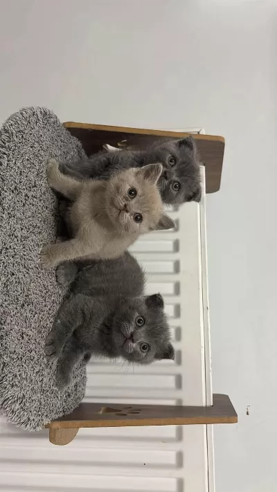 British Shorthair Blue