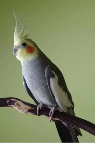 Erkek Konuşan Sultan Papağanı