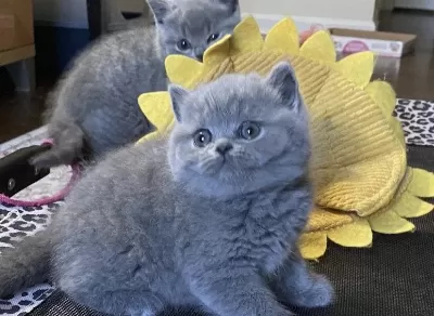 İrk Garantili British Shorthair Yavrularim