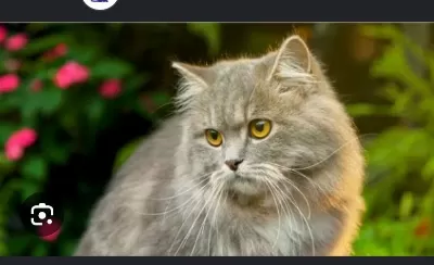 British Longhair Erkek Yakışıklı Oğlumuz