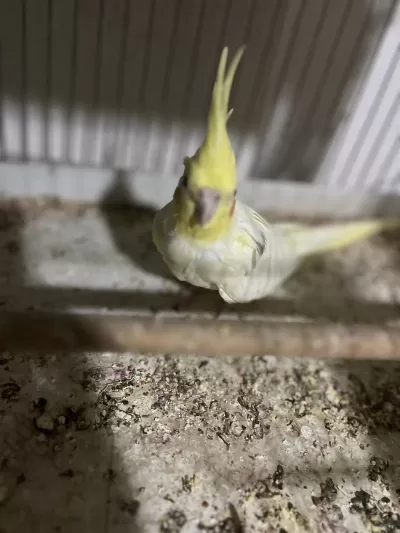 Damızlık Sultan Papağanı Lutino