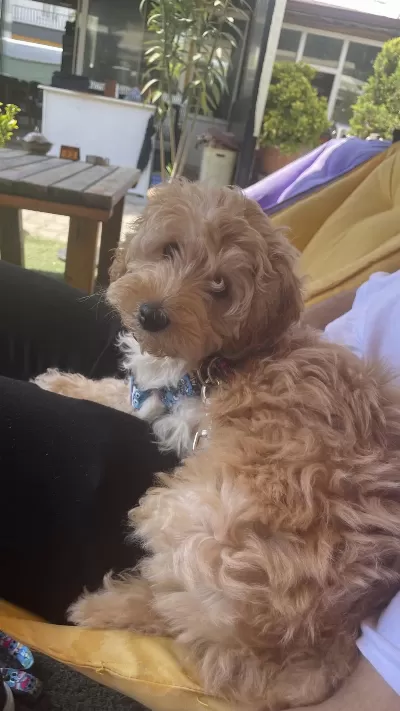 Sağlıklı 3 Aylık Maltipoo