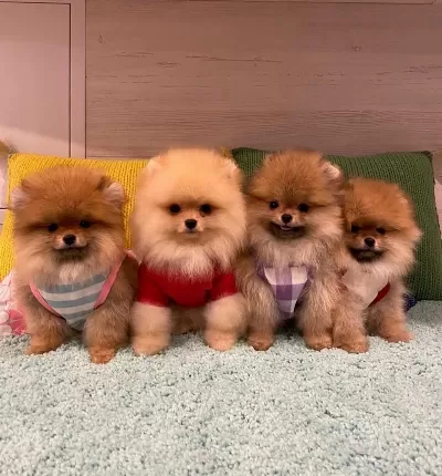 Ayi Surat Pomeranian Yavrulari