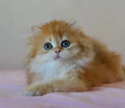 Erkek Golden British Longhair