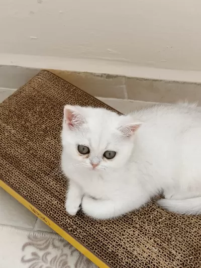 British Shorthair Beyaz