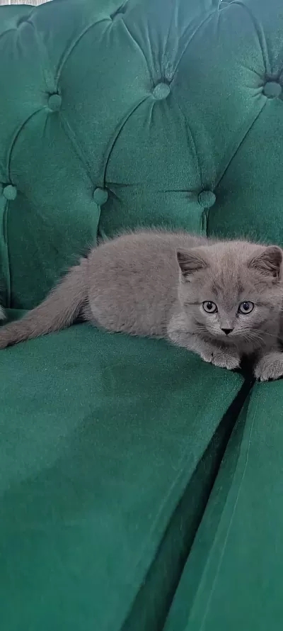 Sahibinden British Shorthair Kedilerimiz