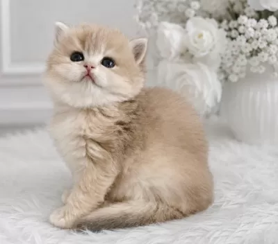 British Longhair Dişi Golden Yavru