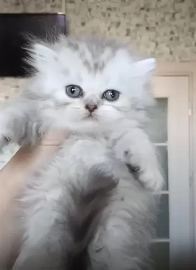 British Longhair Dişi Erkek Bebeklerimiz