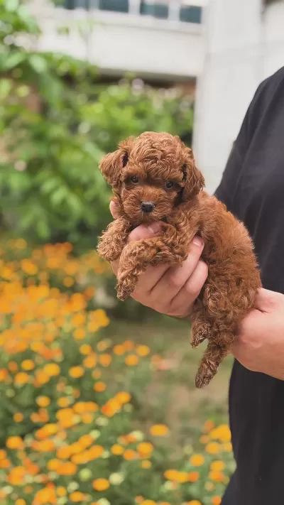 Minicik Maltipoo Yavrularımız