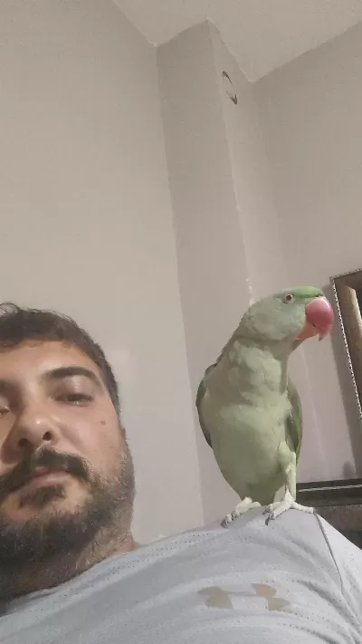11 Aylık Yaşında Evcil Alexander Erkek Olabilir