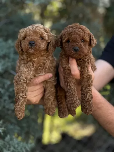 Sağlıklı Toy Poodle Yavrular