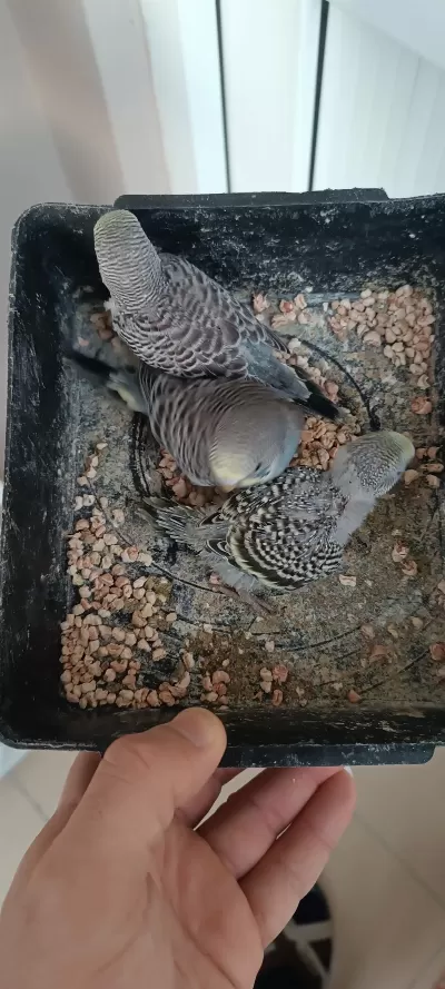 Yavrulu Takımlar Ve Yeni Yeme Düşmüş Kuşlar