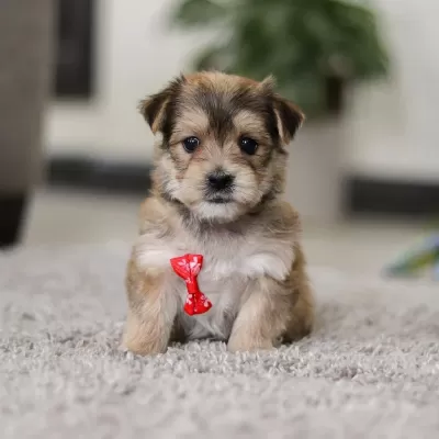 Morkie Adrese Teslim, Kapıda Ödeme Yapabilirsiniz