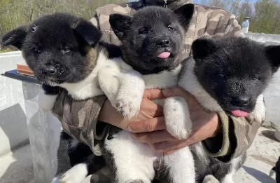 Orjinal Amerikan Akita Yavrular