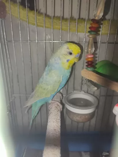 Rainbow Erkek Muhabbet Kuşu