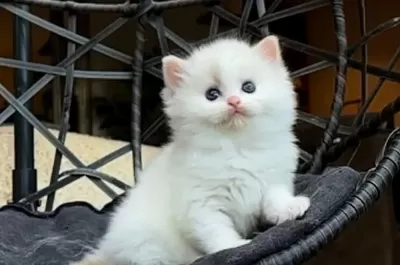 Şampiyon Soyundan Gelen Safkan Ragdoll Yavruları