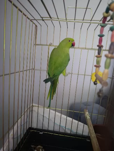 Pakistan Papağanı Erkek Kayseri