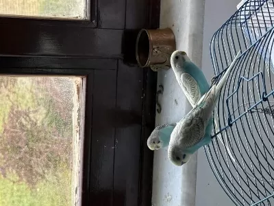 Yeni Yeme Düşmüş Yavru Muhabbet Kuşları