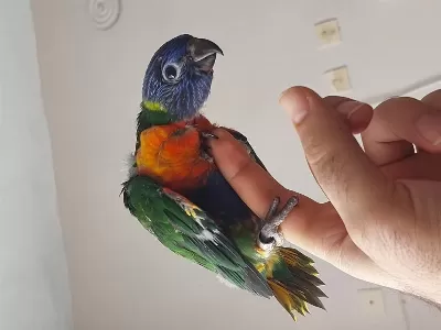 El Besleme Lori Papağanı