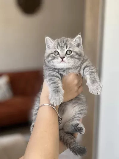 Ayi Surat Aşiri Sevecen British Shorthair Yavrum