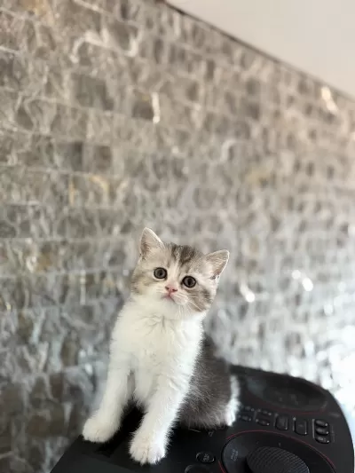 Teslime Hazir British Shorthair Yavrularim
