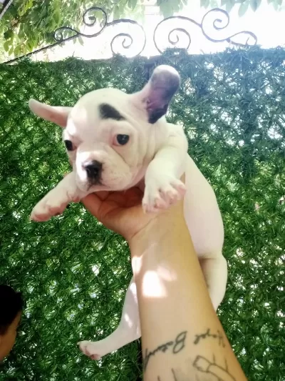 French Bulldog 45 Günlük Dişi Ankara