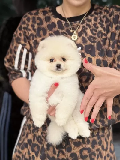 Ayi Surat Erkek Pomeranian Boo