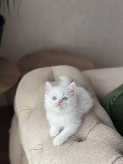 Beyaz Mavi Göz British Shorthair Yavrum