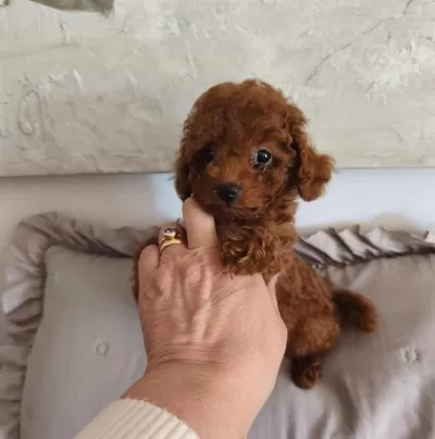 Toypoodle Yavrularımız