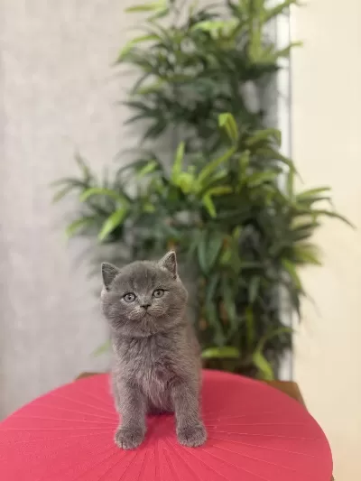 Bebek Yüz British Shorthair Yavrular