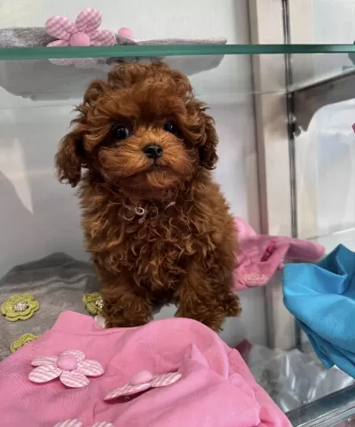 Toypoodle Yavrularımız