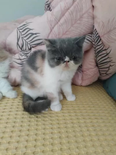 Cfa Kayitli Anne Ve Baba Yavru Kedimiz