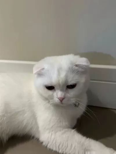 3 Yaşında Kısır Çipli Kedimiz