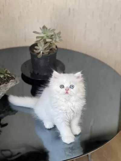 Eşsiz Göz Rengine Sahip British Longhair Gold Eyes