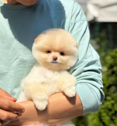Sağlıklı Pomeranian Yavru