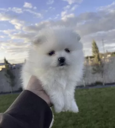 Pomeranian Boo Köpeği