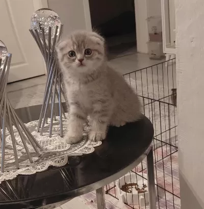 Harika Scottish Fold Dişi