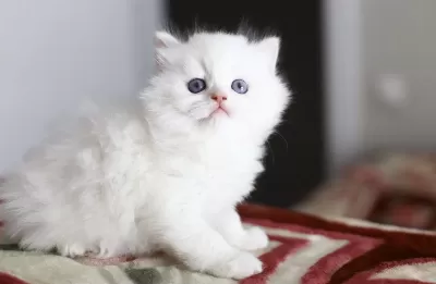 Bir Çift Boncuk Mavi Göz British Longhair