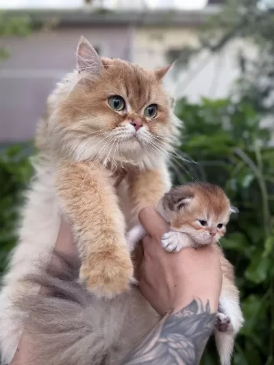 British Longhair Bebekler