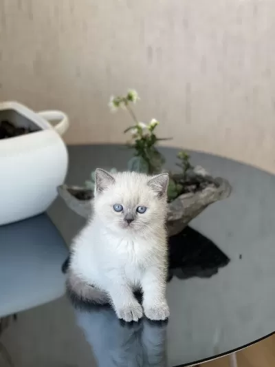 Safkan Blue Point Oyuncu British Shorthair Bebeğim