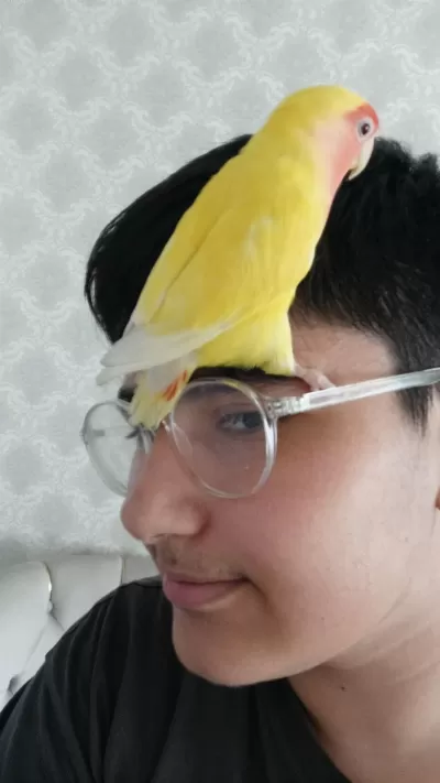 Sevda Papağanı Ele Alışkın