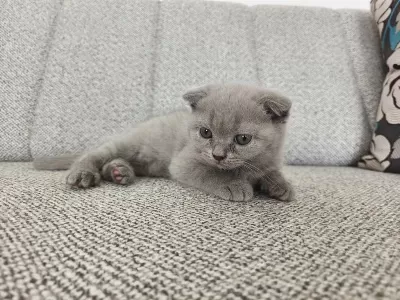Erkek 50 Günlük Yavru Scottish Fold